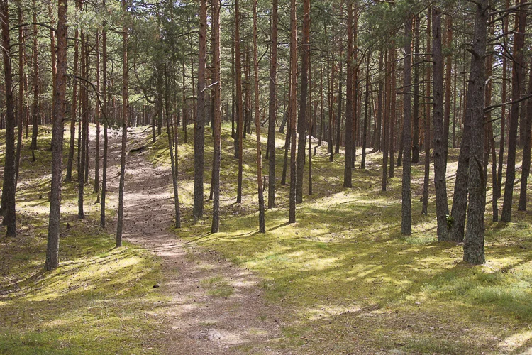 Jurmala Hidden Wonders / Riga Tours and Day Trips Tour image